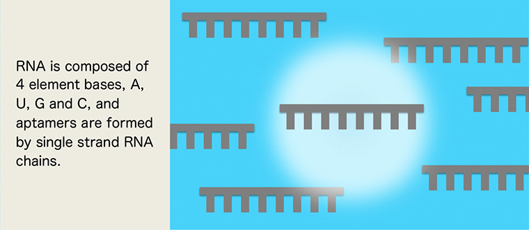 RNA is composed of 4 element bases, A, U, G and C, and aptamers are formed by single strand RNA chains.