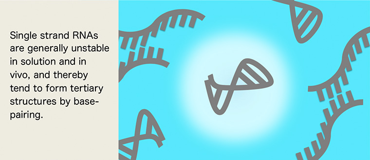 Single strand RNAs are generally unstable in solution and in vivo, and thereby tend to form tertiary structures by base-pairing.