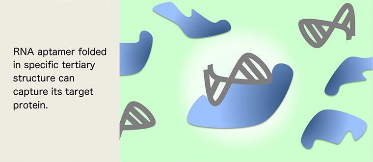 RNA aptamer folded in specific tertiary structure its target protein.